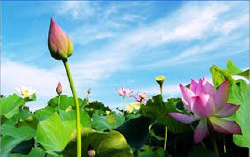 Hãy đọc bài kệ dưới đây để áp dụng trong đời sống hằng ngày