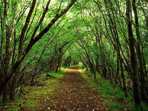 Mô hình của Liên tông Tịnh độ Non Bồng trong công tác trồng rừng, bảo vệ môi trường