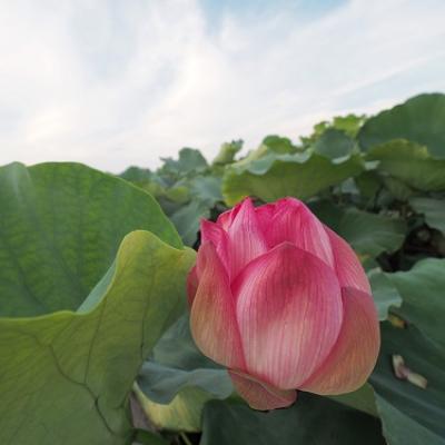 Quan Âm Khởi Tín Luận - Đức Thầy Ni Trưởng Huệ Giác giảng giải tại Tổ Đình Quan Âm Tu Viện